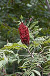 Smooth sumac